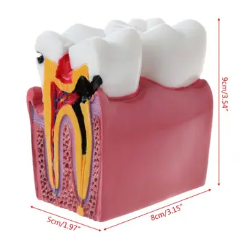Прямая поставка, 6 сравнительных анатомических моделей зубов для стоматологической анатомической лаборатории Tea