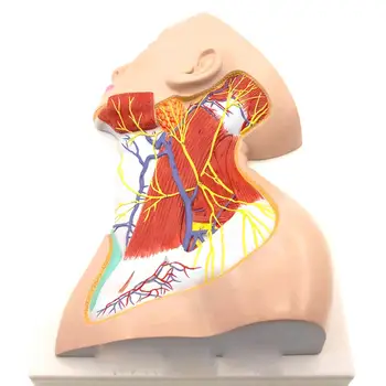 ПВХ Модель поверхностной мышцы шеи человека Кровеносного сосуда нерва Анатомия В натуральную величину Медицинская наука