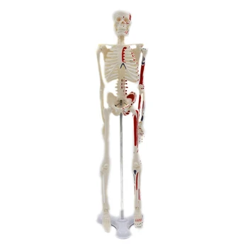 45-сантиметровая мини-медицинская модель человеческого скелета с подставкой Для исследования деталей человеческой кости