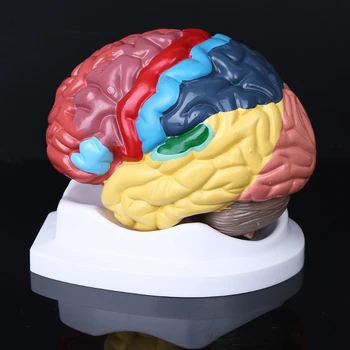 Анатомическая модель Функциональной области человеческого мозга в Натуральную величину для изучения в классе Естественных наук