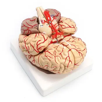 Обучающая модель Анатомического органа для препарирования человеческого мозга в натуральную величину 1: 1