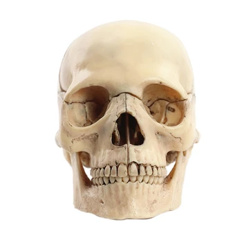 Анатомическая модель черепа в разобранном виде 1: 2, Анатомический скелет, модель черепа, съемные учебные принадлежности, инструмент