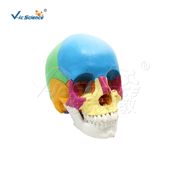 цветная анатомическая модель черепа из 22 частей