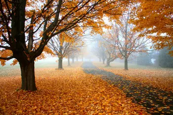 дорожка тротуар осенние листья дерево дорожные фоны для фотосъемки Высококачественная компьютерная печать живописные фоны