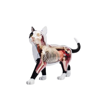 Анатомическая модель органов животных, 4D игрушка для сборки интеллекта кошки, обучающая анатомическая модель, научно-популярная бытовая техника 